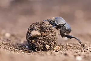 German Flora And Fauna Images Drucke: Macro image of an insect in Germany