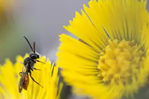 Bilder Datiert 1. März 2020: Großaufnahme eines Insekts in Deutschland.