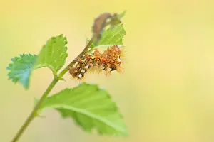 European Moth Species Drucke: Macro image of an insect in Germany