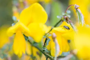 Bilder Datiert 4. Mai 2020: Makrobild eines Insekts in Deutschland.