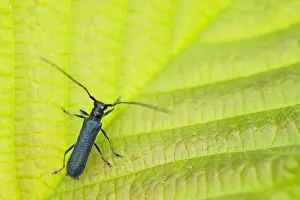 Bilder Datiert 29. Mai 2020: Makrobild eines Insekts in Deutschland.