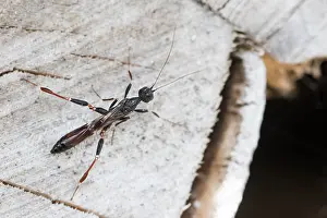 Bilder Datiert 8. Mai 2020: Großaufnahme eines Insekts in Deutschland.