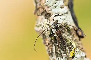 European Flora And Fauna Drucke: Macro image of an insect in Germany