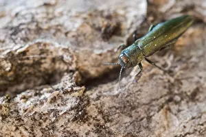 Bilder Datiert 8. Mai 2020: Makrobild eines Insekts in Deutschland