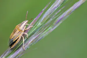 Bilder Datiert 4. Mai 2020: Großaufnahme eines Insekts in Deutschland.