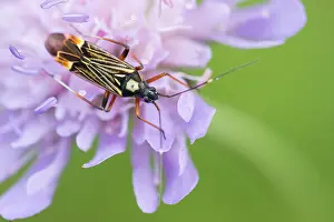 Großaufnahme eines Insekts in Deutschland.