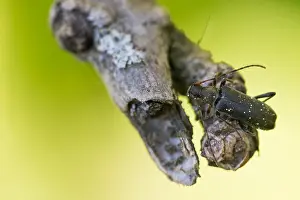 Makrobild eines Insekts in Deutschland.