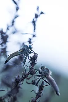 German Flora And Fauna Images Drucke: Macro image of an insect in Germany
