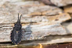 Bilder Datiert 18. März 2020: Makrobild einer Insekten in Deutschland.