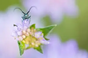 Bilder Datiert 17. Mai 2020: Makrobild eines Insekts in Deutschland.