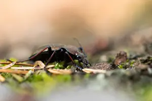 Nature Images Germany Drucke: Macro image of an insect in Germany