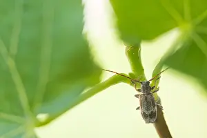 Germany Wildlife Images Drucke: Macro image of an insect in Germany