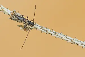 Makrobild eines Insekts in Deutschland.