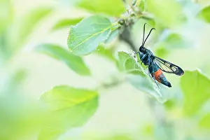 Germany Fauna Images Drucke: Macro image of an insect in Germany