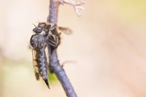 Baden Wurttemberg Wildlife Drucke: Macro image of an insect in Germany