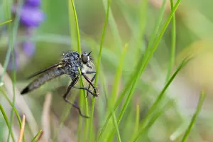 German Flora And Fauna Images Drucke: Macro image of an insect in Germany