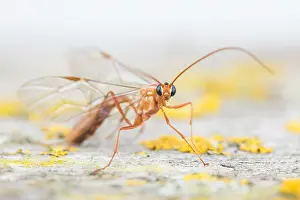 Lower Saxony Flora And Fauna Drucke: Macro image of an insect in Germany