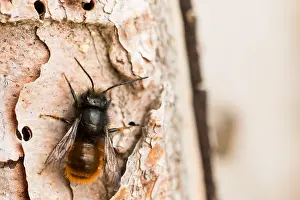 European Flora And Fauna Drucke: Macro image of an insect in Germany
