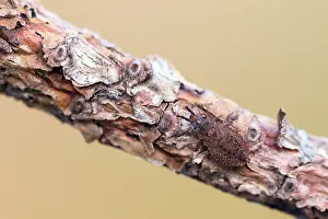 Makrobild eines Insekts in Deutschland