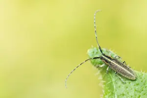Bilder Datiert 19. Mai 2020: Großaufnahme eines Insekts in Deutschland.