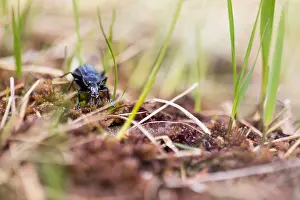 Großaufnahme eines Insekts in Deutschland.