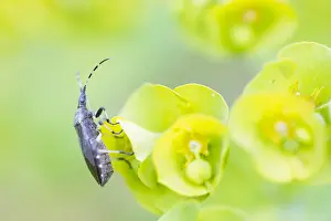 Bilder Datiert 17. Mai 2020: Makrobild eines Insekts in Deutschland.