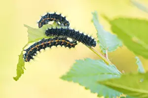 Macro Nature Photography Drucke: Macro image of an insect in Germany