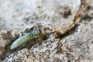 Bilder Datiert 8. Mai 2020: Makrobild eines Insekts in Deutschland.