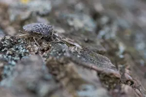 Makrobild eines Insekts in Deutschland.
