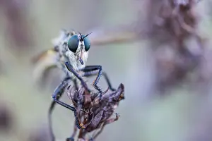 Germany Macro Photography Drucke: Macro image of an insect in Germany