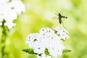 Baden Wurttemberg Nature Images Drucke: Macro image of an insect in Germany
