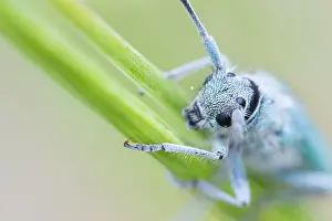 Bilder Datiert 4. Mai 2020: Makrobild eines Insekts in Deutschland.