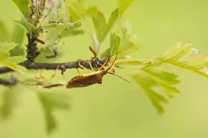 Wildlife Fauna Europe Drucke: Macro image of an insect in Germany