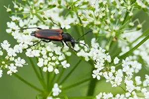 Großaufnahme eines Insekts in Deutschland.
