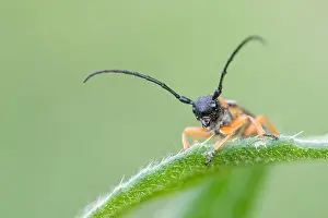 Bilder Datiert 9. Mai 2020: Makrobild eines Insekts in Deutschland.