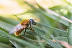 Bilder Datiert 6. April 2020: Makrobild eines Insekts in Deutschland.