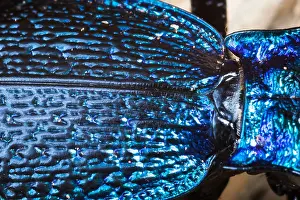 Bilder Datiert 17. März 2020: Großaufnahme eines Insekts in Deutschland.