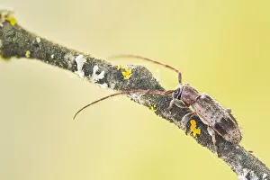 Bilder Datiert 21. Mai 2020: Makrobild eines Insekts in Deutschland.