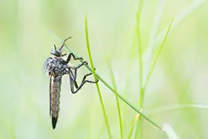 Bilder Datiert 4. Mai 2020: Makrobild eines Insekts in Deutschland.