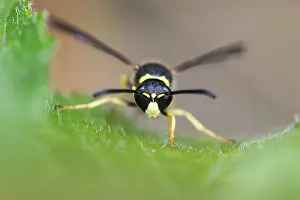Bilder Datiert 4. Mai 2020: Makrobild eines Insekts in Deutschland.