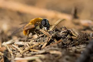 Bilder Datiert 6. April 2020: Makrobild eines Insekts in Deutschland.