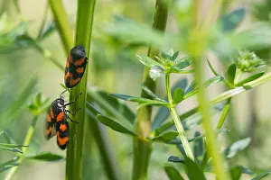 April Drucke: Großaufnahme eines Insekts in Deutschland.
