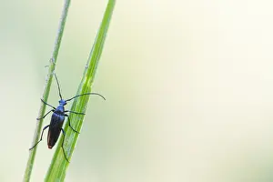 Bilder Datiert 7. Mai 2020: Großaufnahme eines Insekts in Deutschland.