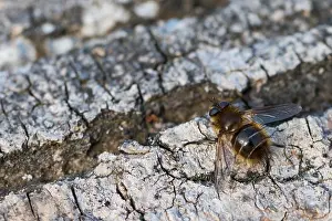 Bilder Datiert 1. März 2020: Großaufnahme eines Insekts in Deutschland.