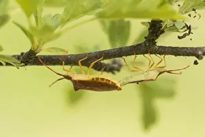 Wildlife Fauna Europe Drucke: Macro image of an insect in Germany