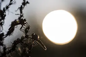 Macro Photography Europe Drucke: Macro image of an insect in Germany
