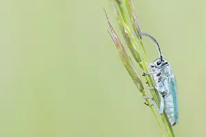 Bilder Datiert 4. Mai 2020: Makrobild eines Insekts in Deutschland.