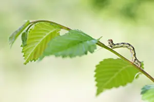 Bilder Datiert 8. Mai 2020: Großaufnahme eines Insekts in Deutschland.
