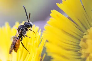Bilder Datiert 1. März 2020: Makrobild eines Insekts in Deutschland.