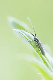 Baden Wurttemberg Wildlife Drucke: Macro image of an insect in Germany